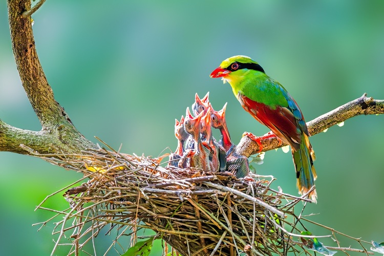 资讯有故事 | 全国生态日 巴基斯坦摄影师卡利得：用镜头定格鸟类身影