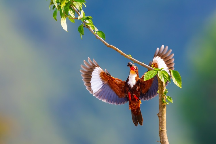 资讯有故事 | 全国生态日 巴基斯坦摄影师卡利得：用镜头定格鸟类身影