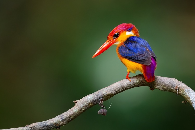 资讯有故事 | 全国生态日 巴基斯坦摄影师卡利得：用镜头定格鸟类身影