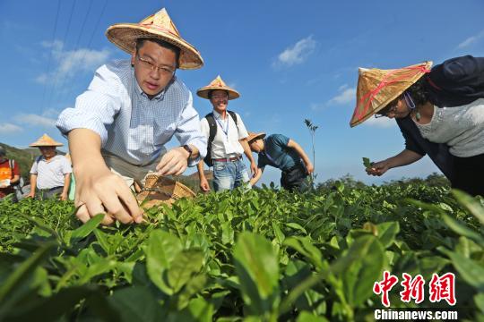 “產(chǎn)茶第一縣”福建安溪的“海絲行”與“茶莊園”