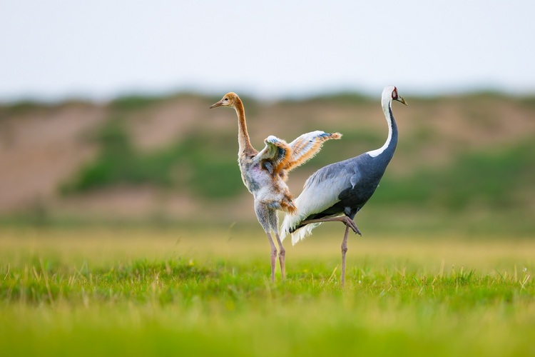 资讯有故事 | 全国生态日 巴基斯坦摄影师卡利得：用镜头定格鸟类身影