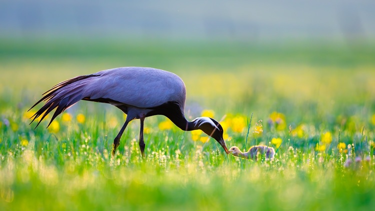 资讯有故事 | 全国生态日 巴基斯坦摄影师卡利得：用镜头定格鸟类身影