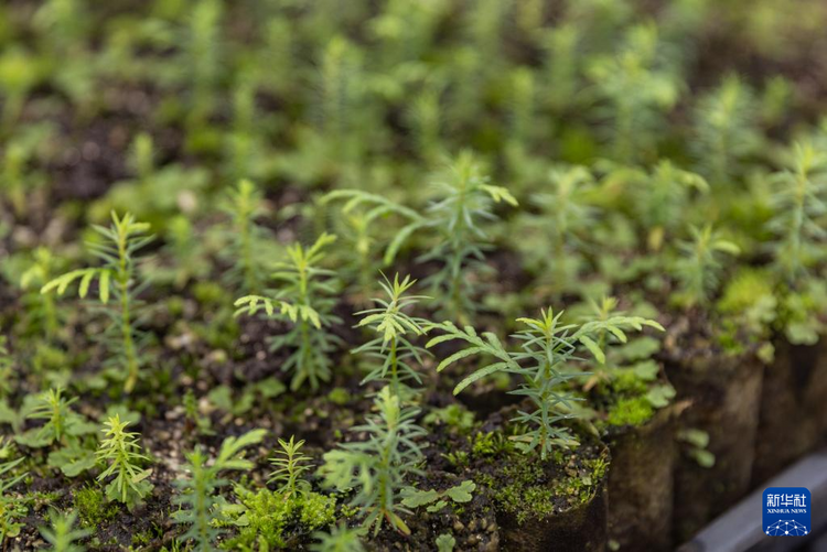 重庆：保护濒危植物 筑牢生态屏障