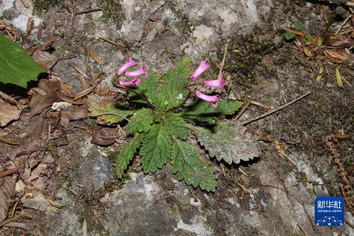 重慶:保護瀕危植物 築牢生態屏障