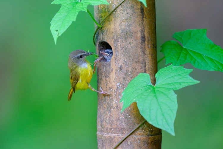 资讯有故事 | 全国生态日 巴基斯坦摄影师卡利得：用镜头定格鸟类身影