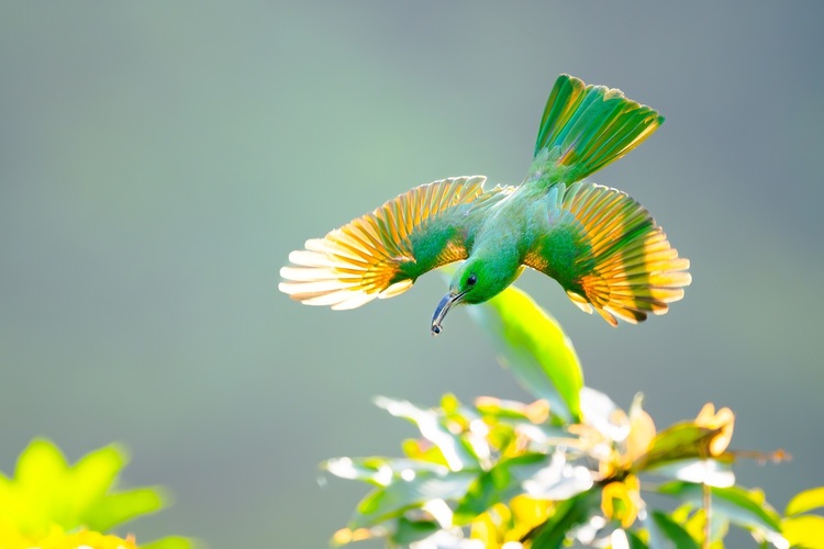 资讯有故事 | 全国生态日 巴基斯坦摄影师卡利得：用镜头定格鸟类身影