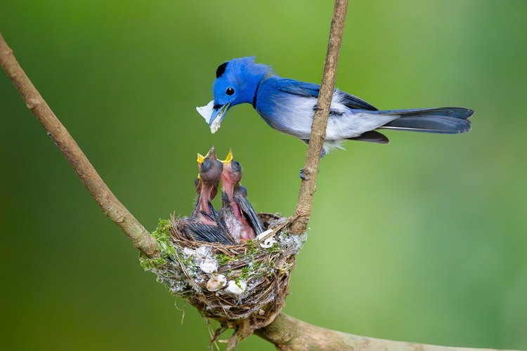 资讯有故事 | 全国生态日 巴基斯坦摄影师卡利得：用镜头定格鸟类身影