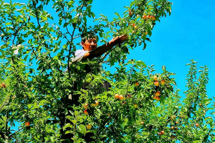 榆林府谷武家庄镇：苹果丰收挂满枝 特色品牌拓宽致富路_fororder_图片2