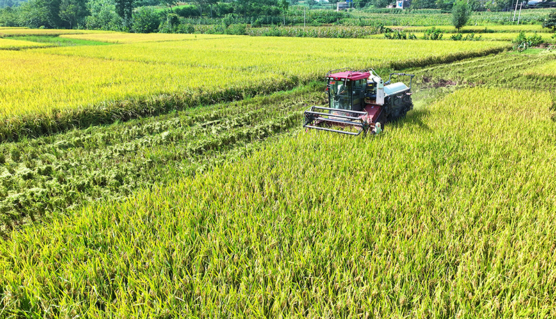 Heavy Rice Meishan Renshou: A Bountiful Rice Harvest Season with Busy Mechanical ...