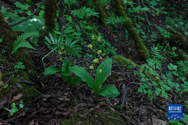 重慶:保護瀕危植物 築牢生態屏障