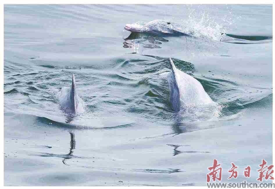 在雷州湾，邂逅中华白海豚_fororder_微信图片_20240816111710