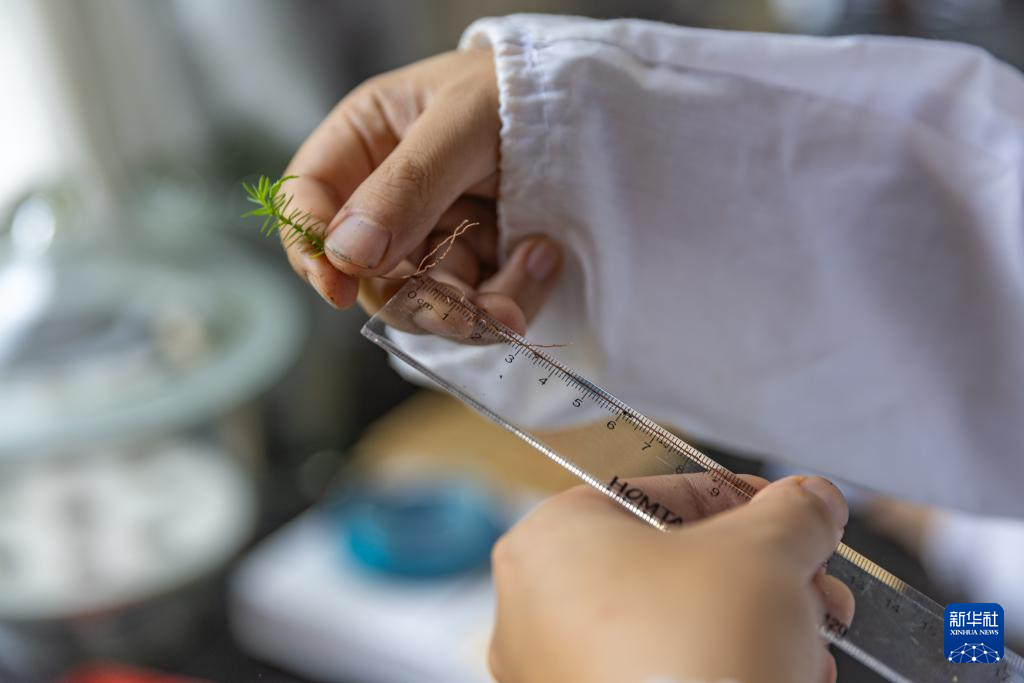 重慶:保護瀕危植物 築牢生態屏障