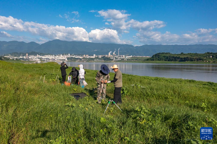 重庆：保护濒危植物 筑牢生态屏障