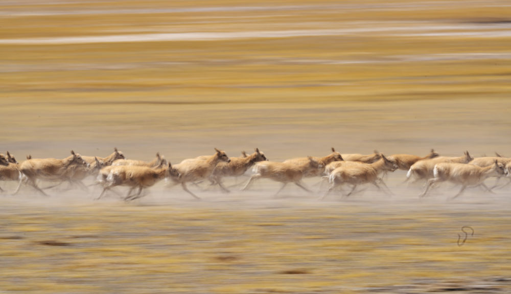 西藏：守护“高原精灵”