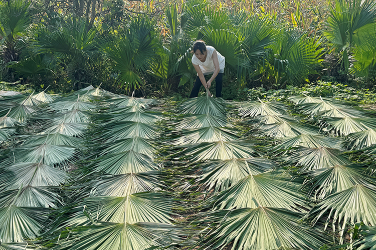 内江放生桥村：蒲葵晾晒忙 产业助增收_fororder_翻面-摄影-黄正华