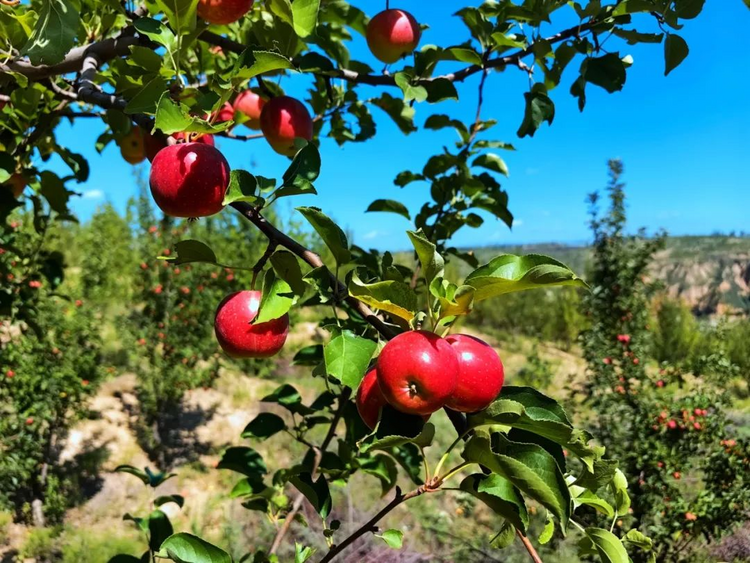 榆林府谷武家庄镇：苹果丰收挂满枝 特色品牌拓宽致富路_fororder_图片1