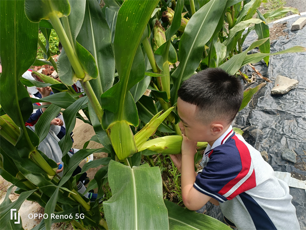 瀋陽市蘇家屯區實驗幼兒園開展掰玉米勞動實踐研學活動_fororder_玉米2