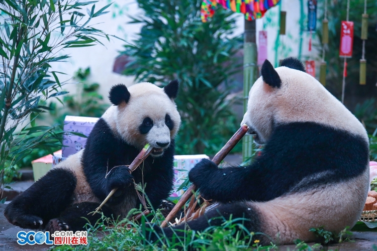 （轉載）提前吃“月餅”了！雅安這場大熊貓集體生日會趣味十足