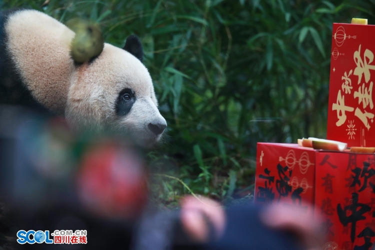 （转载）提前吃“月饼”了！雅安这场大熊猫集体生日会趣味十足