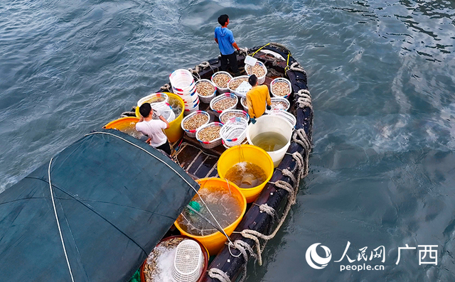 广西北海：开海第一批海鲜已上岸！