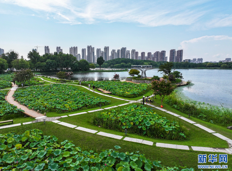 江蘇泰州：暢遊綠意公園 盡享自然之美_fororder_20240818f25e3efeca3d4c9696d84bdddb6f47a6_202408162db1960f194c4a3487827ad2b73790b5