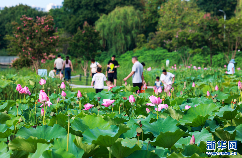 江蘇泰州：暢遊綠意公園 盡享自然之美_fororder_20240818f25e3efeca3d4c9696d84bdddb6f47a6_2024081622d941b9e3b8463c93eca00b76237559