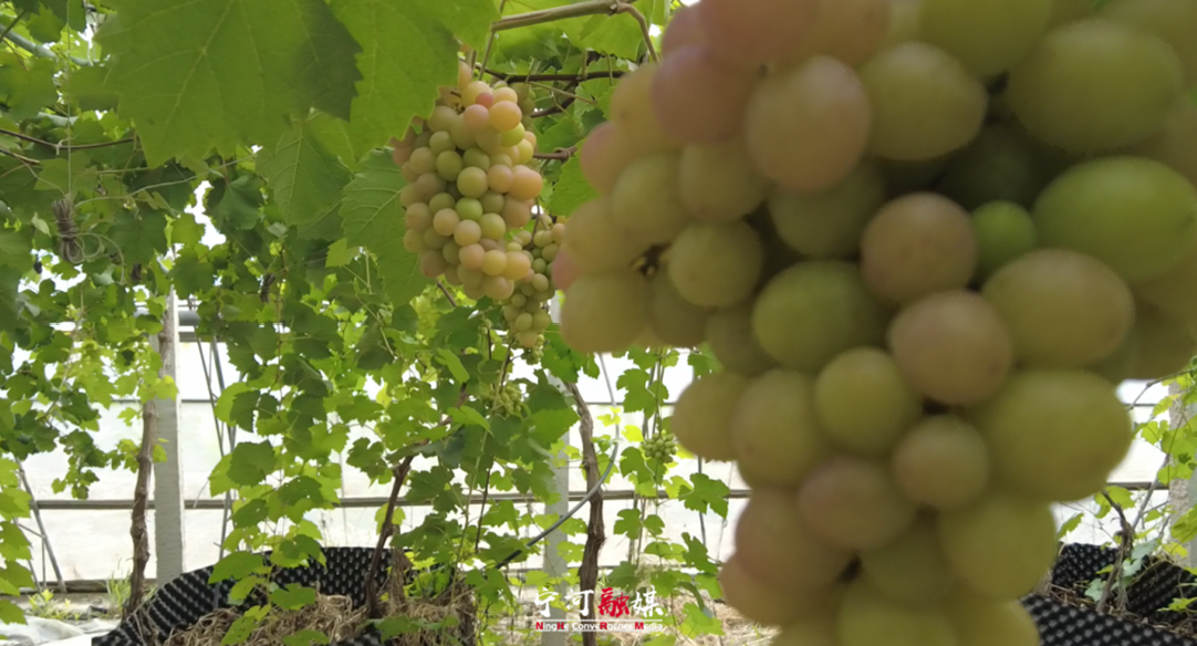 天津市宁河去又添葡萄新品种 罕见 “荔枝味”预计明年上市_fororder_1