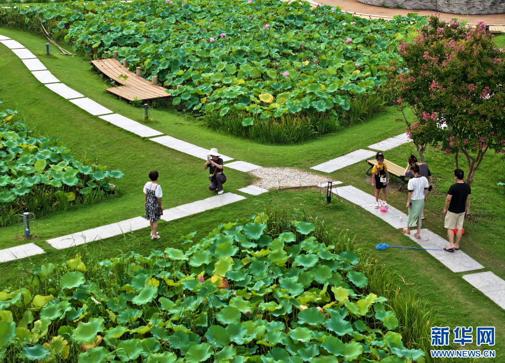 江蘇泰州：暢遊綠意公園 盡享自然之美_fororder_20240818f25e3efeca3d4c9696d84bdddb6f47a6_20240816262ed6febadc4a889ab1ea847aac3c89