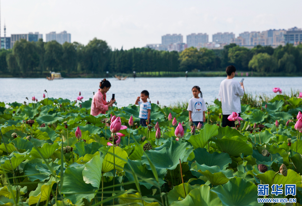 江蘇泰州：暢遊綠意公園 盡享自然之美_fororder_20240818f25e3efeca3d4c9696d84bdddb6f47a6_2024081696c5ea5a573e49edbeb88ed3e9784aed