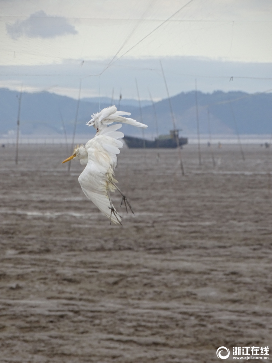 台州：溫嶺志願者海涂營救鳥類