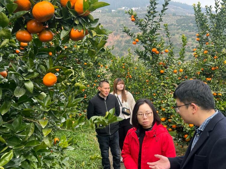 重庆“巫山娃”王晨宇：让巫山好物“链”上世界