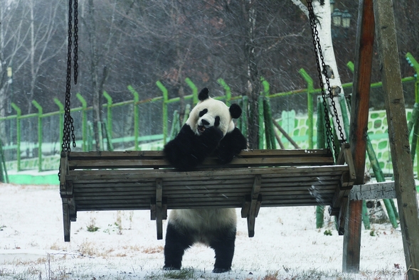 亚布力一场小雪让熊猫思嘉乐翻天