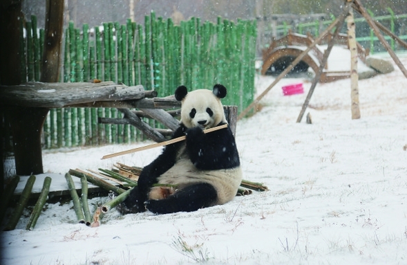 亚布力一场小雪让熊猫思嘉乐翻天