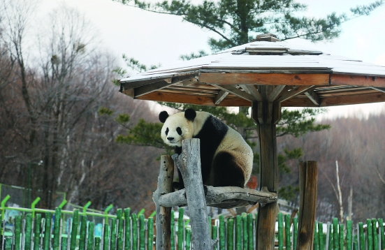 亚布力一场小雪让熊猫思嘉乐翻天