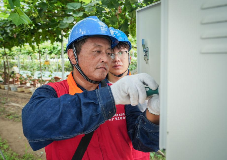 國網咸陽市楊淩供電公司：“電”亮新圖景 “葡”出致富路_fororder_圖片1