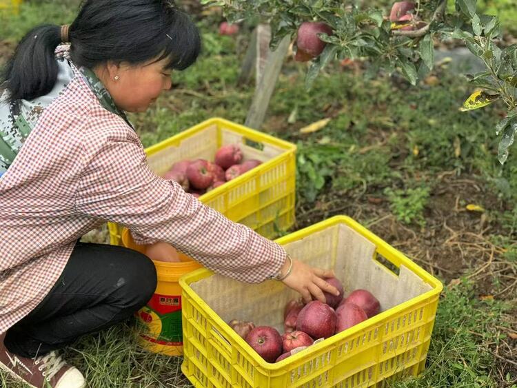 【原创】硕果盈枝！秦州区31万亩苹果喜获丰收_fororder_微信图片_20240919152432