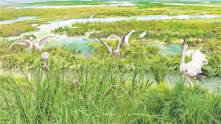 醉龍江│撓力河濕地生態之美