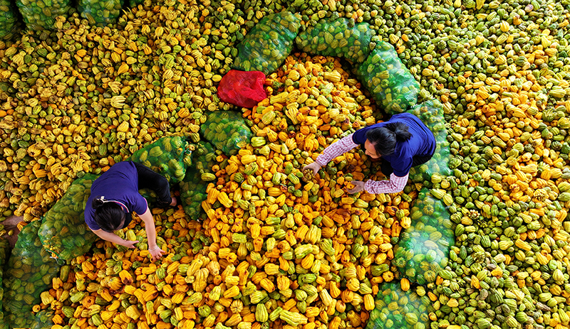 眉山仁寿：中药材种植助农增收_fororder_当地农户正在整理中药材佛手-摄影-潘建勇