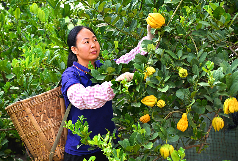 眉山仁寿：中药材种植助农增收_fororder_当地农户正在采收中药材佛手-摄影-潘建勇