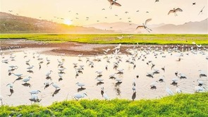  Kaizhou, Chongqing: Ecological Wetland Egret Home