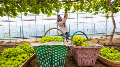  String of emeralds! Shandong Yantai Grape Harvest