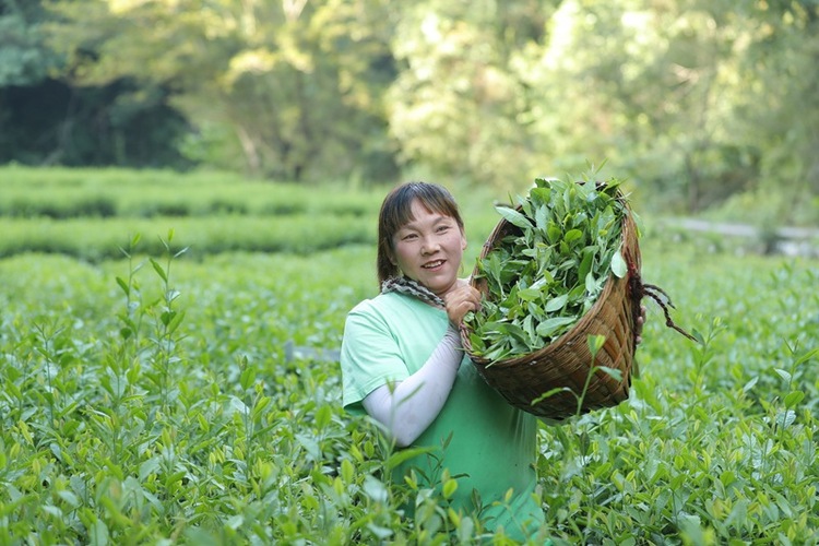 陕西安康：山坡披“绿”  秋茶生“金”