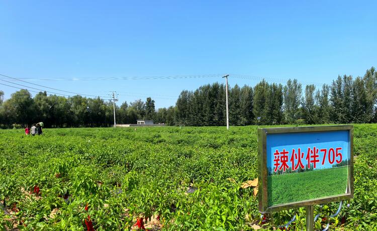 （组图）鄂尔多斯展旦召：党建引领产业旺 乡村振兴展新姿_fororder_微信图片_20240823165239