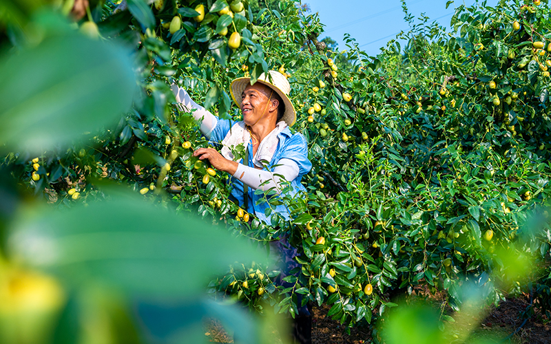 乡村振兴看罗江：贵妃枣喜迎丰收 产业铺就致富路_fororder_贵妃枣采摘