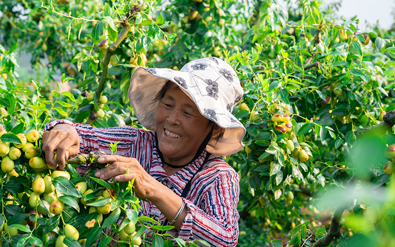 乡村振兴看罗江：贵妃枣喜迎丰收 产业铺就致富路_fororder_贵妃枣采摘2