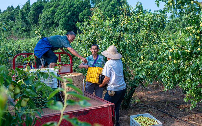 乡村振兴看罗江：贵妃枣喜迎丰收 产业铺就致富路_fororder_贵妃枣采摘3