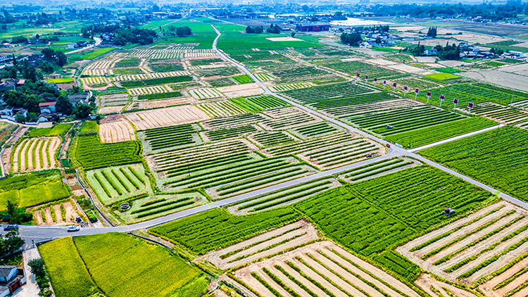 Luojiang, Deyang: Seed Rice Paints a Golden Canvas, Rural Revitalization Echoes with the Song of Harvest_fororder_National Seed Production Base for Rice and Rapeseed 