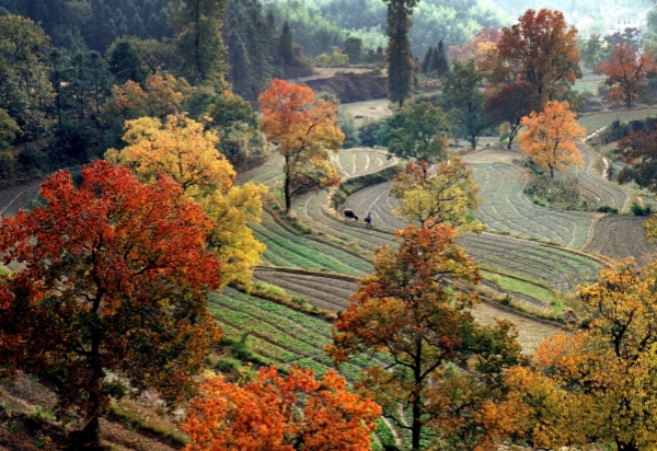 在黄山遇见最美秋天 黄山市发布176项文旅活动_fororder_黄山2