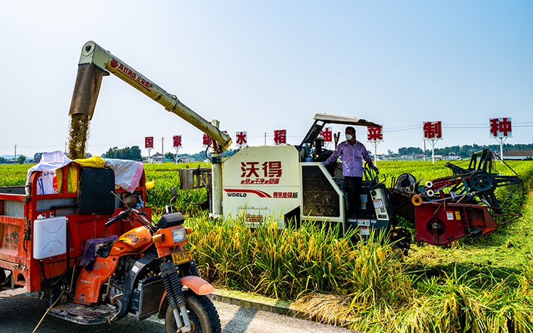 Luojiang, Deyang: Seed Rice Paints a Golden Canvas, Rural Revitalization Echoes with the Song of Harvest_fororder_Harvest Scene