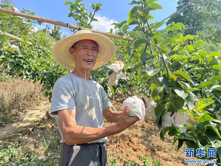 重庆巫山：小小秋月梨长成乡村振兴“金果果”